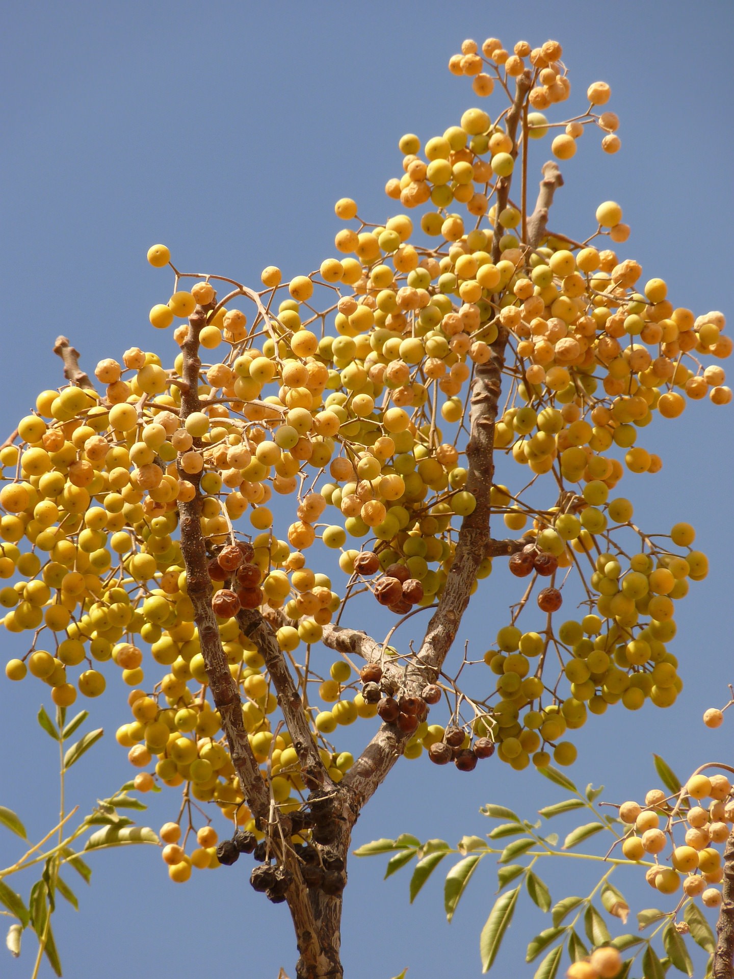 jordanien flora